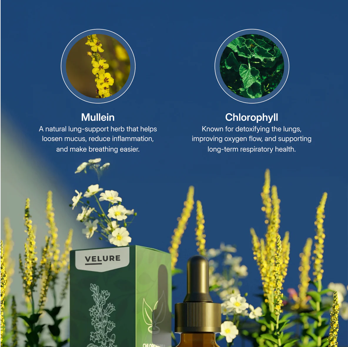 VELURE - Mullein + Chlorophyll Lung Drops